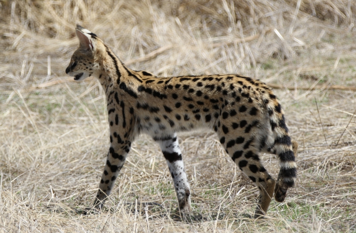 Serval (Tanzanie) 