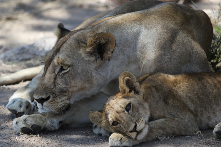 Lions (Tanzanie) vulnérable