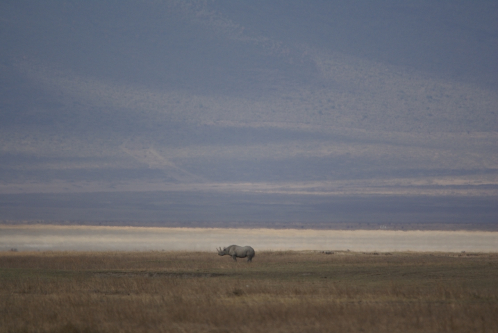 Rhinocéros noir (Tanzanie) en danger critique d'extinction