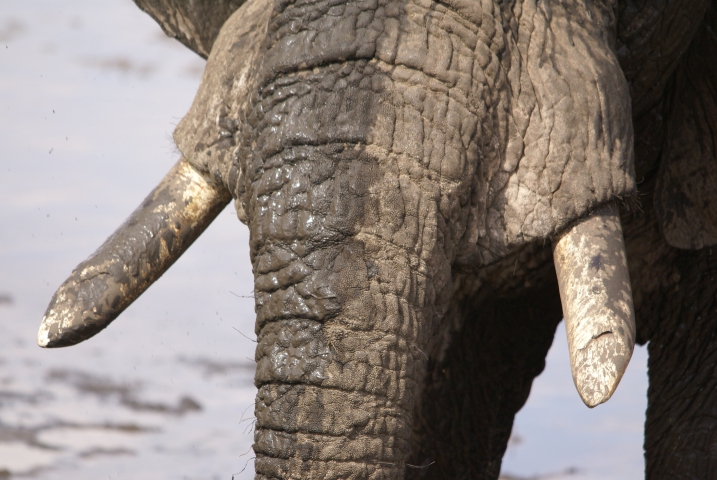 Eléphant d'Afrique (Tanzanie) vulnérable
