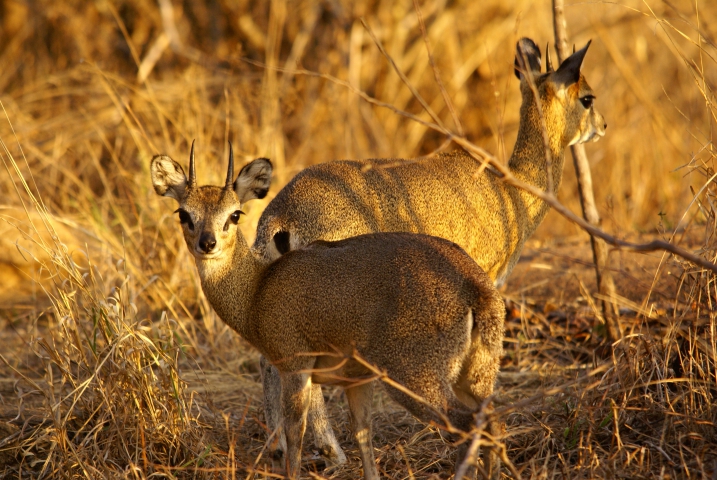 Oréotragues (Tanzanie) 