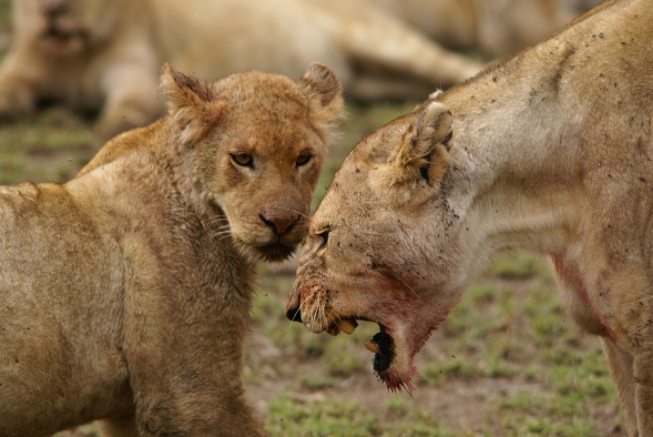 Lions (Tanzanie) vulnérable