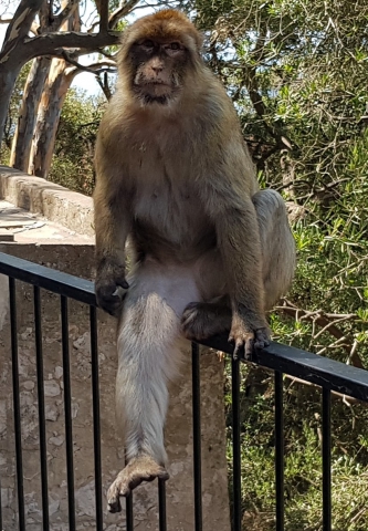 Macaque de Gibraltar en danger - seul singe vivant en Europe
