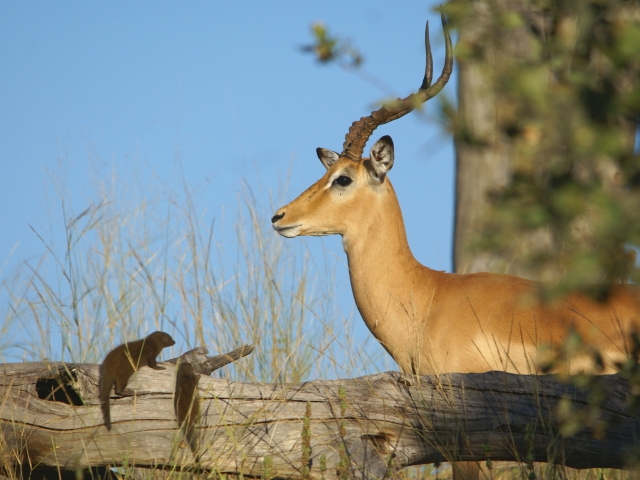 Impala et mangoustes naines (Botswana) 