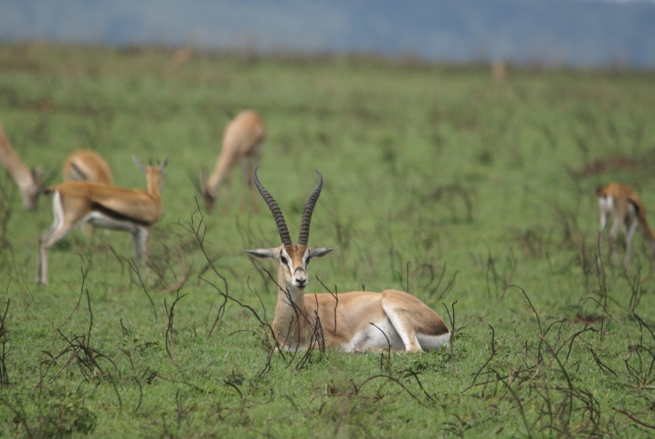 Gazelle de Grant (Tanzanie) gazelles de Thomson au fond
