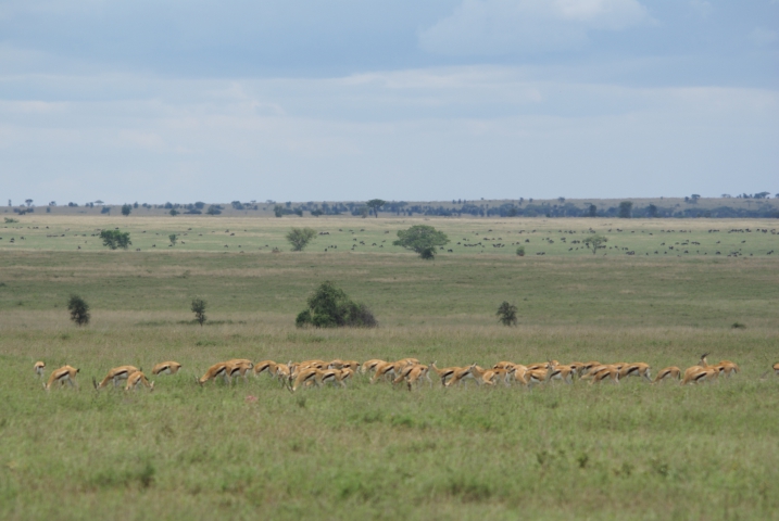Gazelles de Thomson (Tanzanie) 