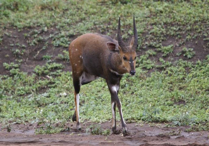 Guib harnaché (Tanzanie) mâle