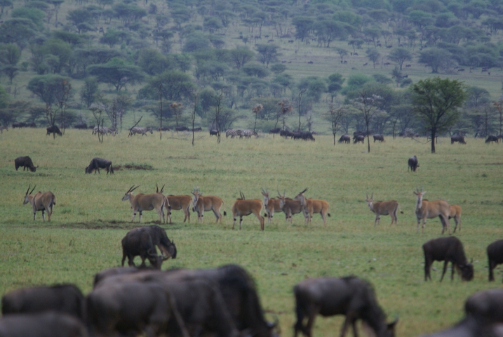 Elands communs (Tanzanie) 