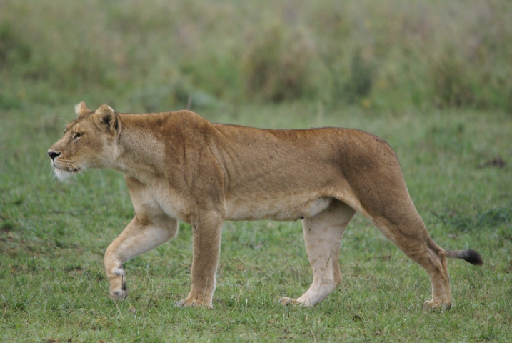 Lion (Tanzanie) vulnérable