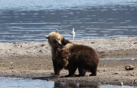 Ours bruns du Kamchatka (Russie) 