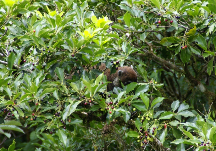 Coati à nez blanc (Costa Rica) 