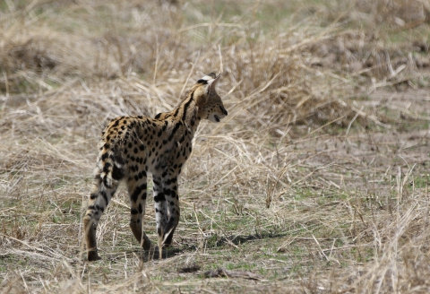 Serval (Tanzanie) 