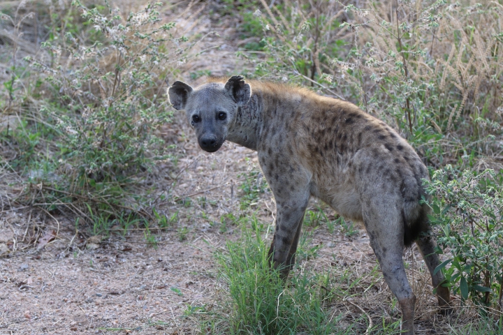 Hyène tachetée (Tanzanie) 