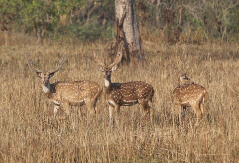Cerfs axis ou chitals (Népal) 2 mâles et 1 femelle