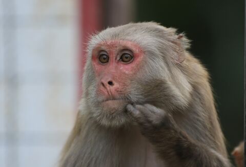 Macaque rhésus (Népal) 