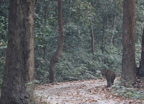Léopard indien (Népal) vulnérable