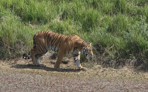 Tigre du Bengale (Népal) en danger