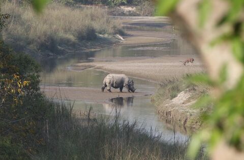 Rhinocéros indien (Népal) mâle - en danger