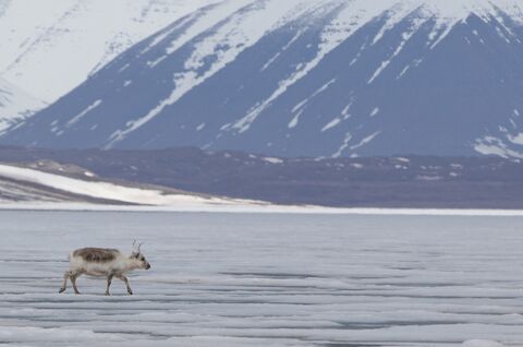 Renne du Svalbard 