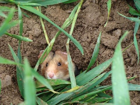 Grand Hamster (France) en danger critique d'extinction